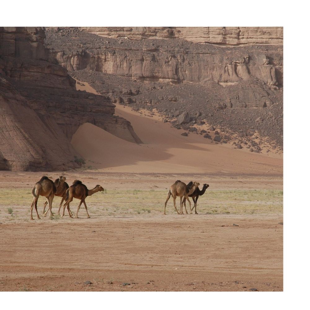 Le tourisme saharien en Algérie entre passé et présent : Étude anthropologique de la réalité touristique dans la région de Biskra